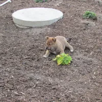 Bella, a female Shiba Inu for sale in Kenton, OH – 5 of 5
