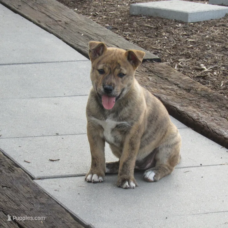 Bella – Shiba Inu puppy for sale in Kenton, OH