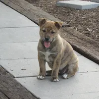 Bella, a female Shiba Inu for sale in Kenton, OH – 3 of 5