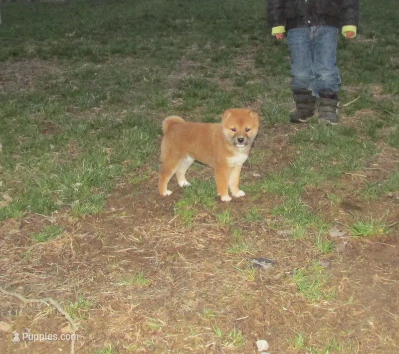 Twinkles – Shiba Inu puppy for sale in Kenton, OH