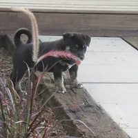 Buster, a male Shiba Inu for sale in Kenton, OH – 3 of 5