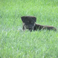 Buster, a male Shiba Inu for sale in Kenton, OH – 4 of 5
