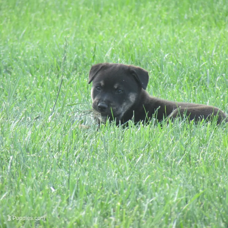 Buster – Shiba Inu puppy for sale in Kenton, OH