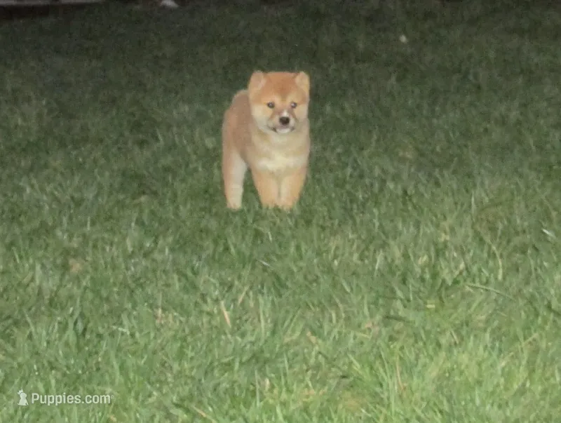 Teddy, a male Shiba Inu for sale in Kenton, OH – Photo 1 of 3