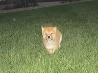 Teddy, a male Shiba Inu for sale in Kenton, OH – Photo 2 of 3