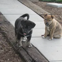 Buster, a male Shiba Inu for sale in Kenton, OH – 2 of 5