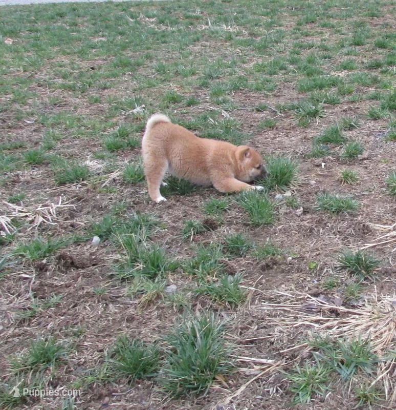 Cuddles – Shiba Inu puppy for sale in Kenton, OH