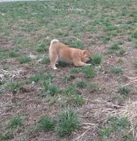 Cuddles, a female Shiba Inu for sale in Kenton, OH – Photo 3 of 3