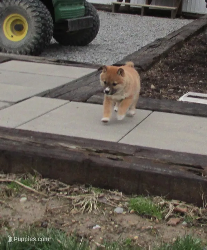 Cuddles – Shiba Inu puppy for sale in Kenton, OH