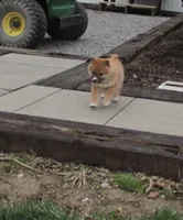 Cuddles, a female Shiba Inu for sale in Kenton, OH – Photo 1 of 3