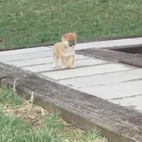 Dolly, a female Shiba Inu for sale in Kenton, OH – Photo 3 of 4