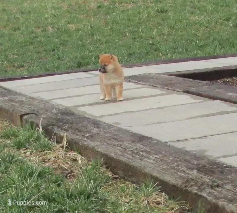 Dolly, a female Shiba Inu for sale in Kenton, OH – Photo 1 of 4