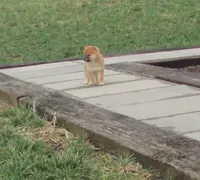 Dolly, a female Shiba Inu for sale in Kenton, OH – Photo 1 of 4