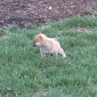 Dolly, a female Shiba Inu for sale in Kenton, OH – Photo 4 of 4