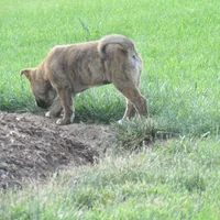 Bella, a female Shiba Inu for sale in Kenton, OH – 2 of 5