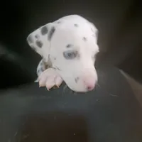 Rosaline Boy White, a male Dalmatian for sale in Groveton, TX – Photo 4 of 4