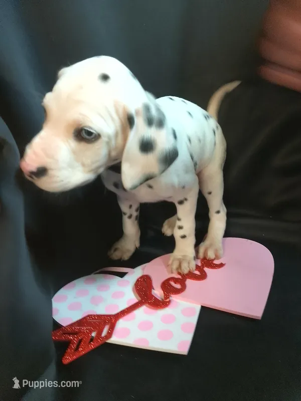 Rosaline Boy Royal Blue