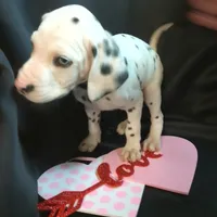 Rosaline Boy Royal Blue eyed, a male Dalmatian for sale in Groveton, TX – Photo 3 of 4