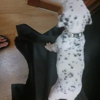 Rosaline Boy White, a male Dalmatian for sale in Groveton, TX – Photo 2 of 4