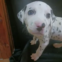 Rosaline Boy White, a male Dalmatian for sale in Groveton, TX – Photo 1 of 4