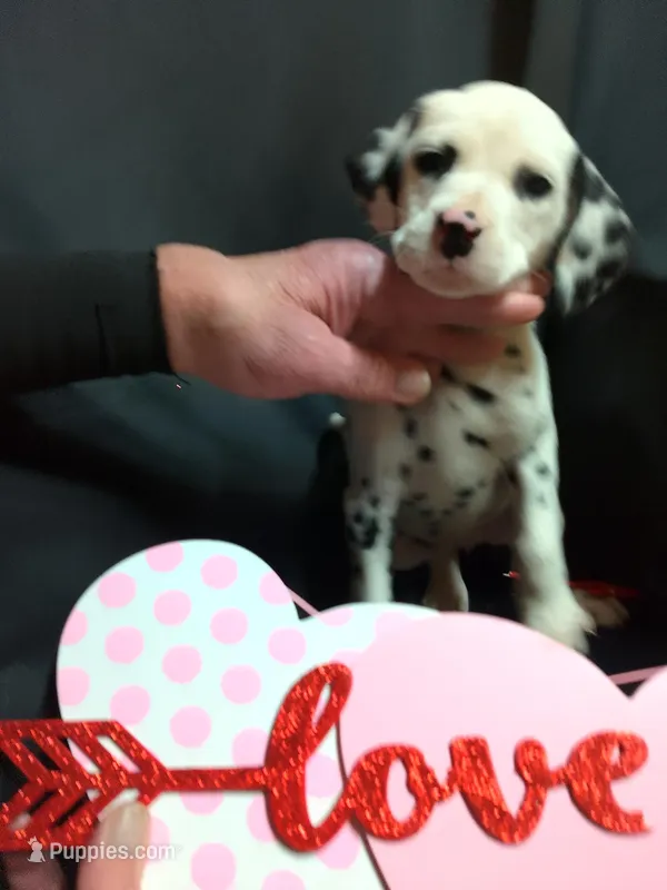 Rosaline's Girl Yellow