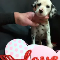 Rosaline's Girl Yellow, a female Dalmatian for sale in Groveton, TX – Photo 1 of 5