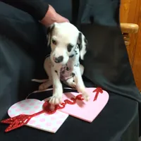 Rosaline Orange Boy, a male Dalmatian for sale in Groveton, TX – Photo 1 of 4