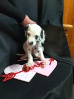 Rosaline Orange Boy, a male Dalmatian for sale in Groveton, TX – Photo 1 of 4