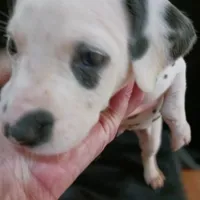 Rosaline Orange Boy, a male Dalmatian for sale in Groveton, TX – Photo 4 of 4