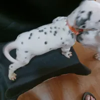 Rosaline Orange Boy, a male Dalmatian for sale in Groveton, TX – Photo 2 of 4