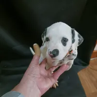 Rosaline Orange Boy, a male Dalmatian for sale in Groveton, TX – Photo 3 of 4