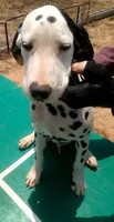 Benedick, a male Dalmatian for sale in Groveton, TX – 2 of 10