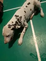 Gregory, a male Dalmatian for sale in Groveton, TX – 2 of 10