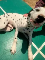 Rosaline's Boy Yellow, a male Dalmatian for sale in Groveton, TX – 2 of 8