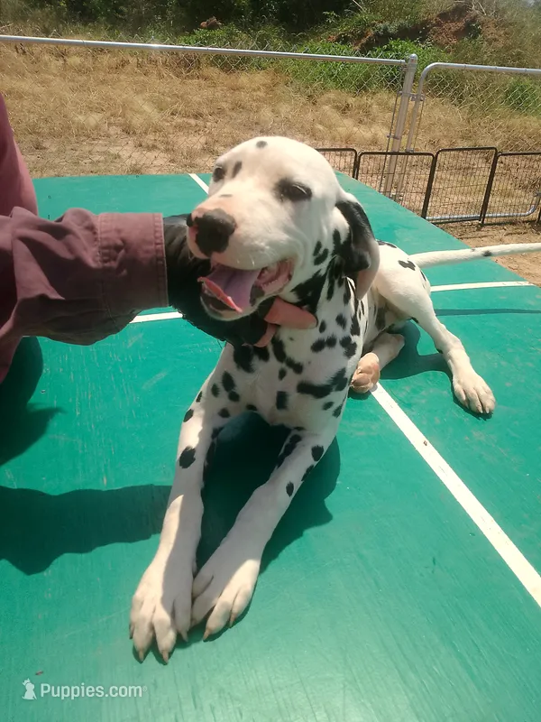 Gregory – Dalmatian puppy for sale in Groveton, TX