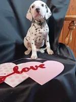 Rosaline Light Blue Boy, a male Dalmatian for sale in Groveton, TX – Photo 1 of 4