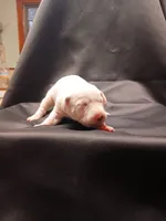 Olivia, a female Dalmatian for sale in Groveton, TX – Photo 2 of 4