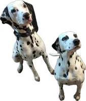 Olivia, a female Dalmatian for sale in Groveton, TX – Photo 3 of 4