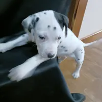 Benedick, a male Dalmatian for sale in Groveton, TX – Photo 1 of 7