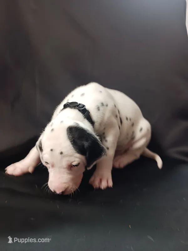 Benedick – Dalmatian puppy for sale in Groveton, TX