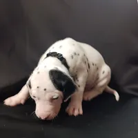 Benedick, a male Dalmatian for sale in Groveton, TX – Photo 2 of 7