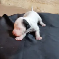 Benedick, a male Dalmatian for sale in Groveton, TX – Photo 3 of 7