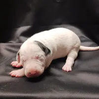 Benedick, a male Dalmatian for sale in Groveton, TX – Photo 4 of 7