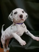 processed/b5bed411-53e7-41c7-915e-afc5210e6739/listing/3bef65b1-aaab-40f3-b1e5-cb527fbc4642/494f015d-0fd3-4207-b583-6fab947d3c8b