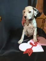 Rosaline Girl Grey, a female Dalmatian for sale in Groveton, TX – Photo 1 of 2