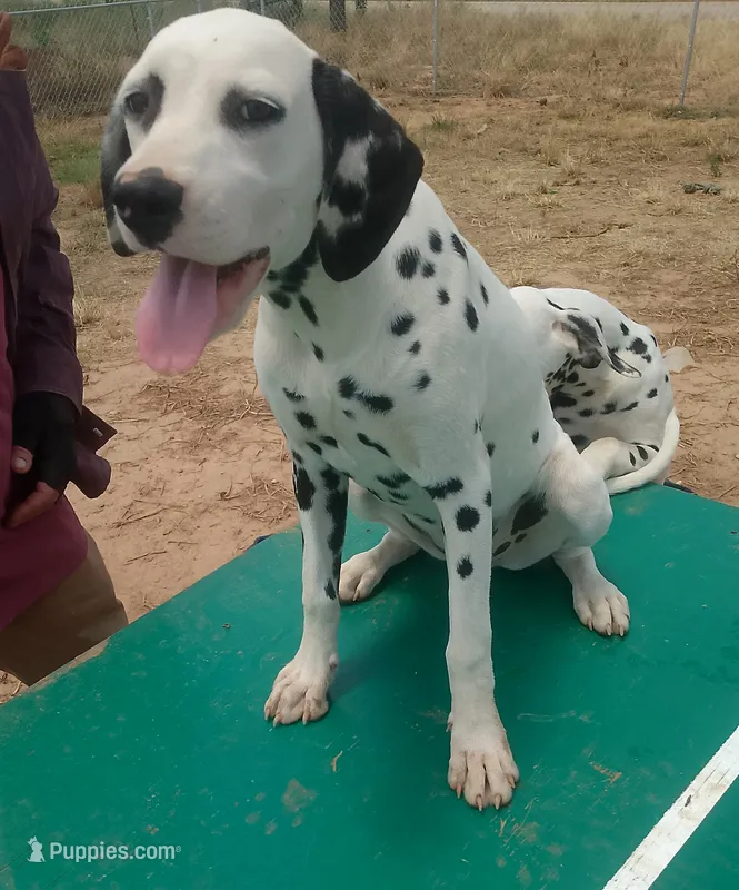 Rosaline's Girl Yellow – Dalmatian puppy for sale in Groveton, TX