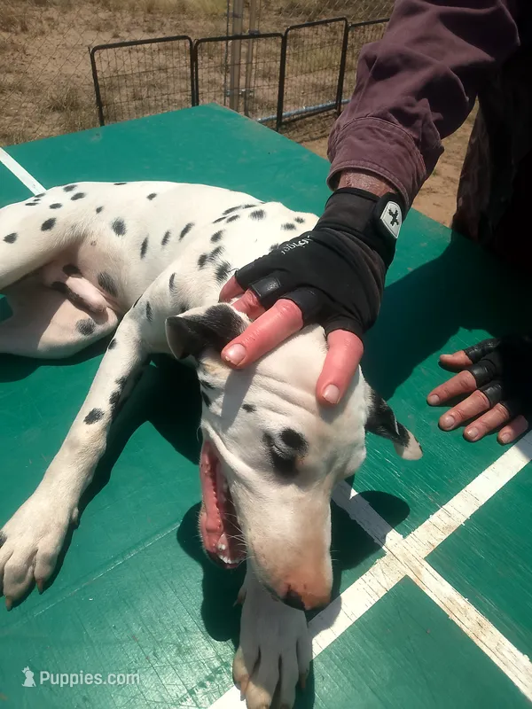 Rosaline's Boy Yellow – Dalmatian puppy for sale in Groveton, TX