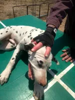 Rosaline's Boy Yellow, a male Dalmatian for sale in Groveton, TX – 1 of 8