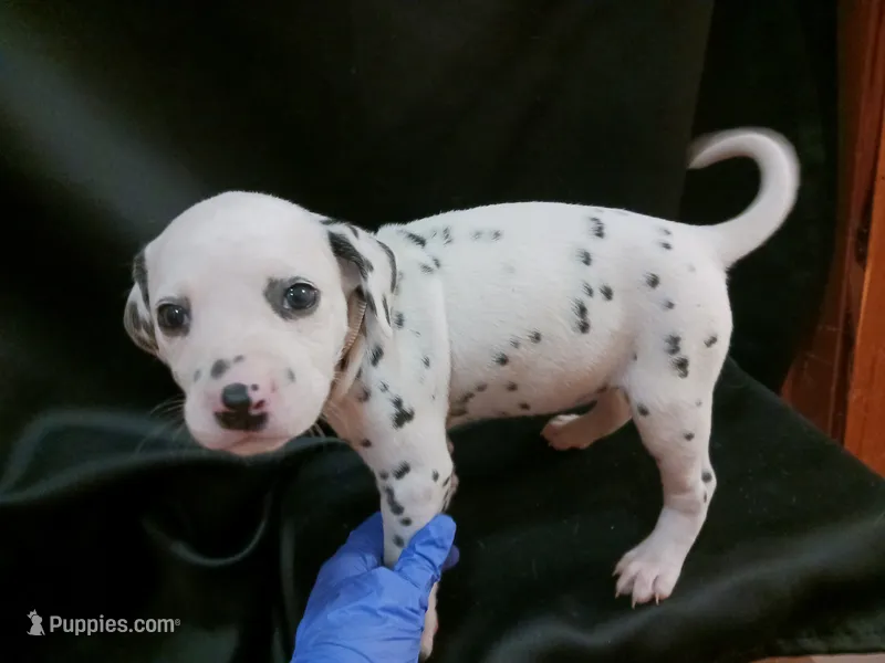 Rosaline's Girl White