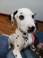 Rosaline's Boy Yellow, a male Dalmatian for sale in Groveton, TX – Photo 2 of 6